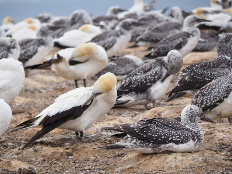 Wild Birds on Eastern Shore Test Positive for Avian Influenza – Latest Updates