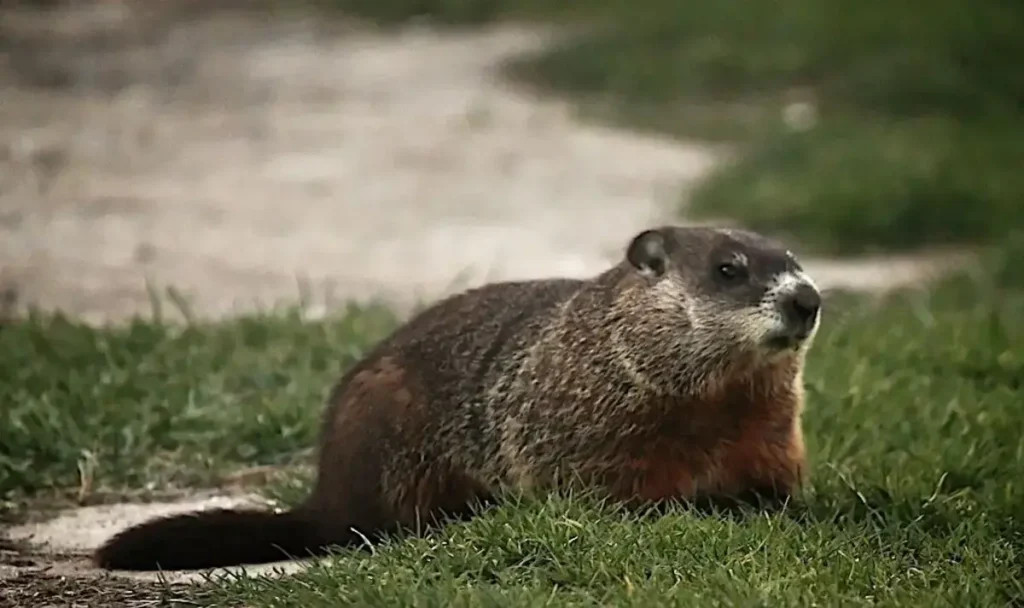 Groundhog Day 2025: What Did Punxsutawney Phil Predict for Winter?